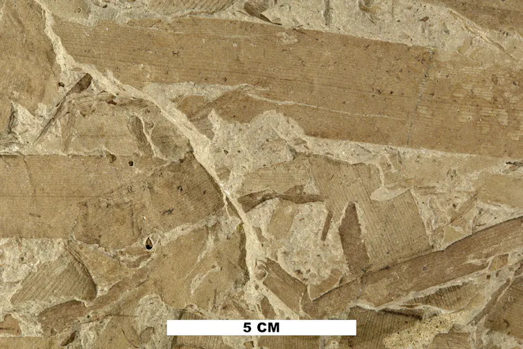 fossilized rock with impressions of blades of seagrass
