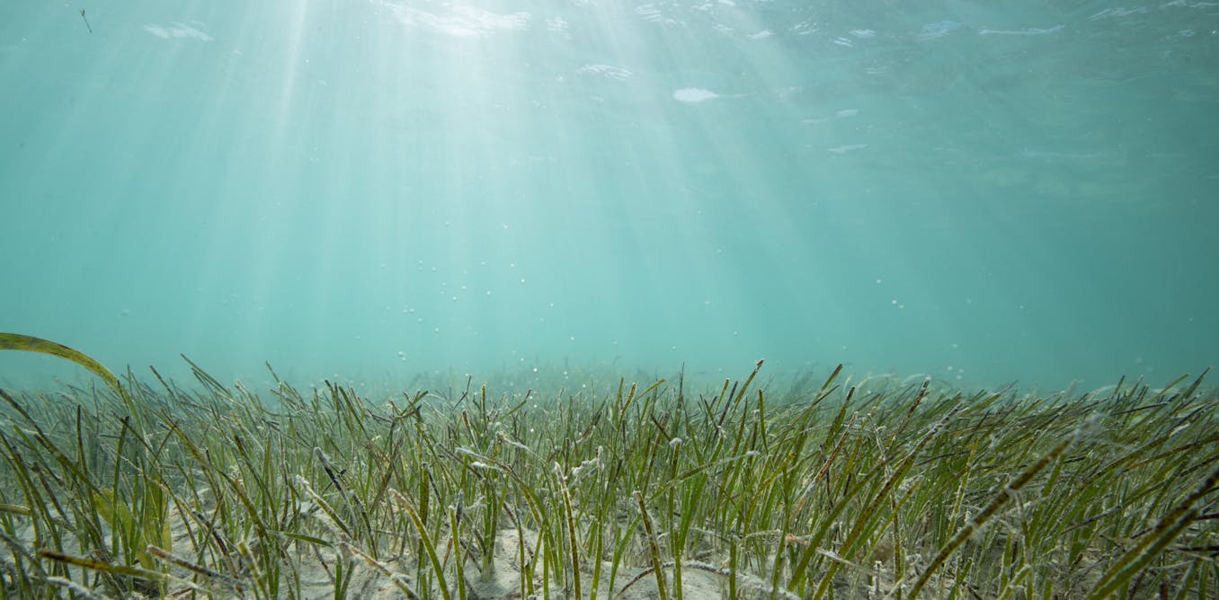 Seashells from centuries ago show that seagrass meadows on Florida’s Nature Coast are thriving Seashells from centuries ago show that seagrass meadows on Florida’s Nature Coast are thriving