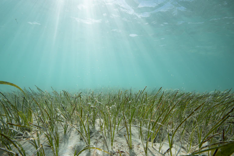 seagrass under water