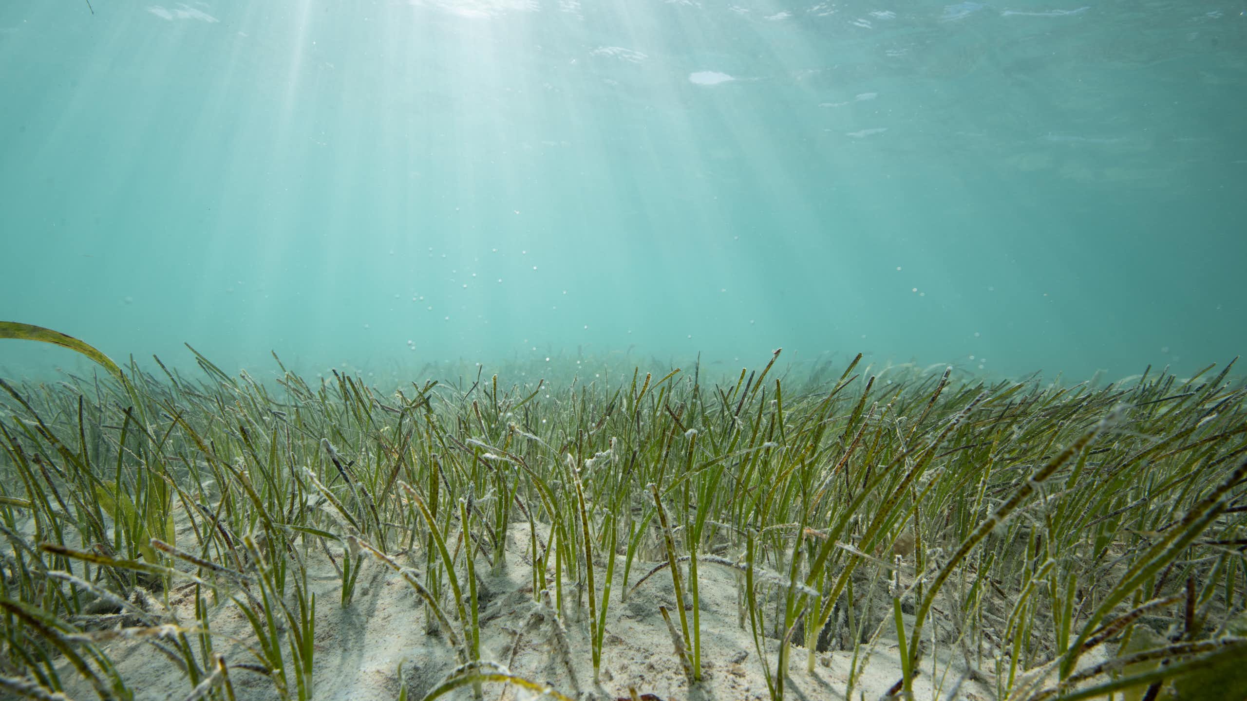 seagrass under water