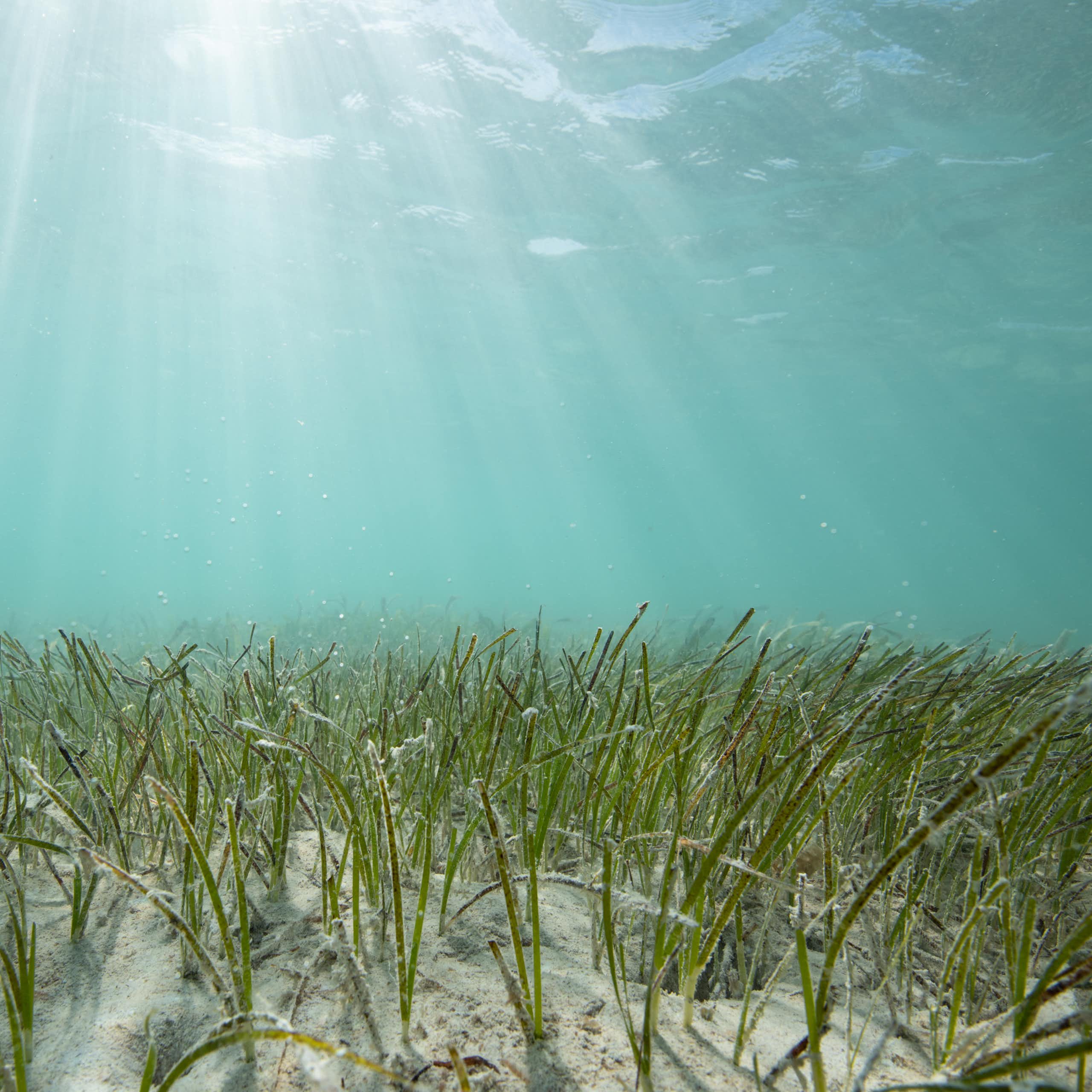 seagrass under water