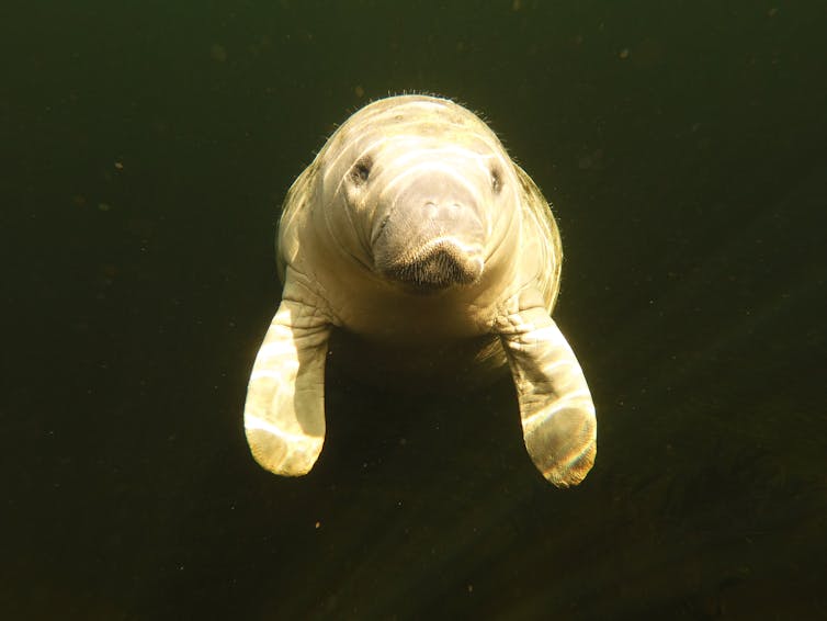 manatee floating in water
