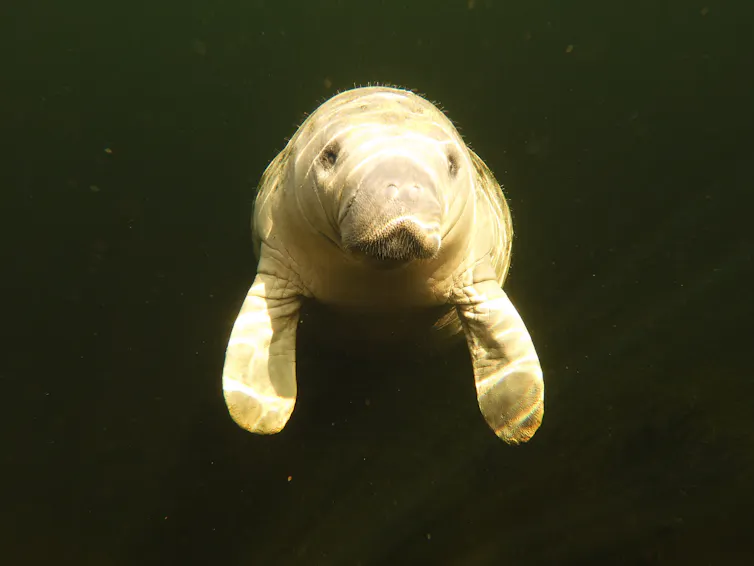 manatee floating in water