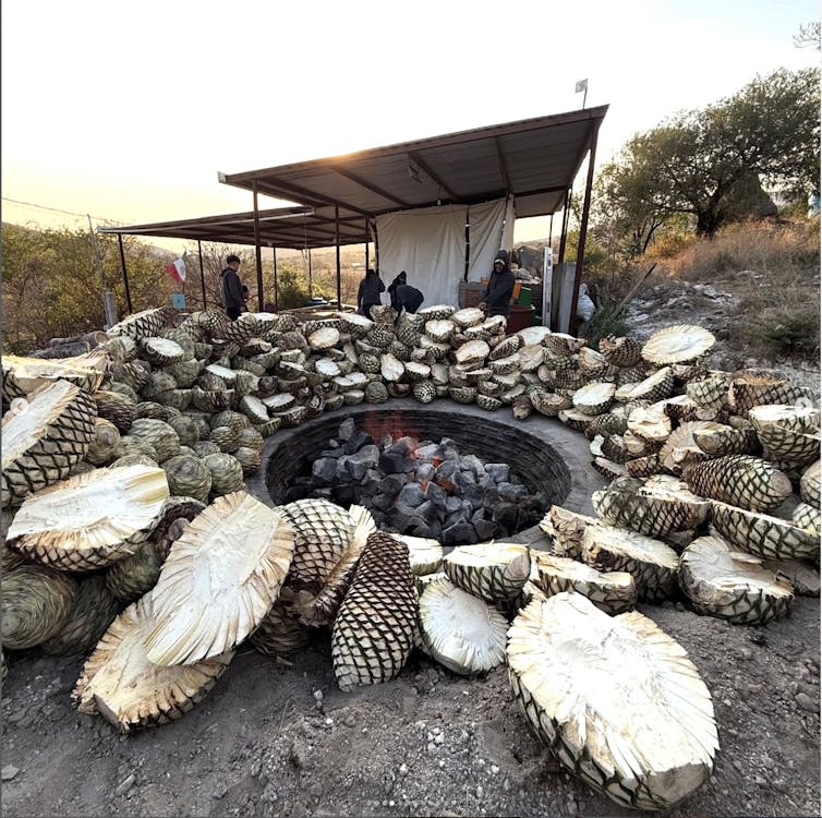 Bebe tequila y mezcal de manera sustentable en Día de Muertos 1 Espadilla Mezcal Piña