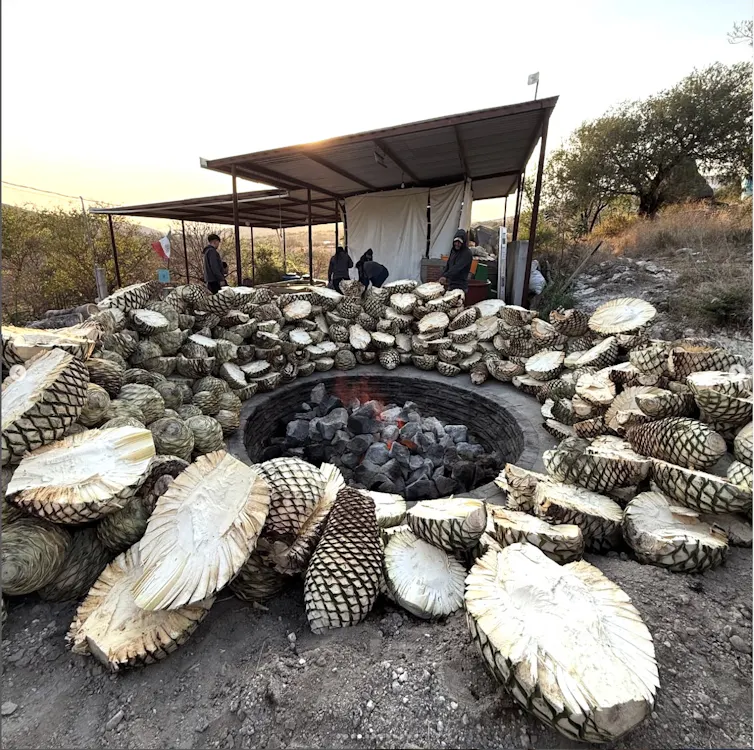 Piñas of espadilla mezcal