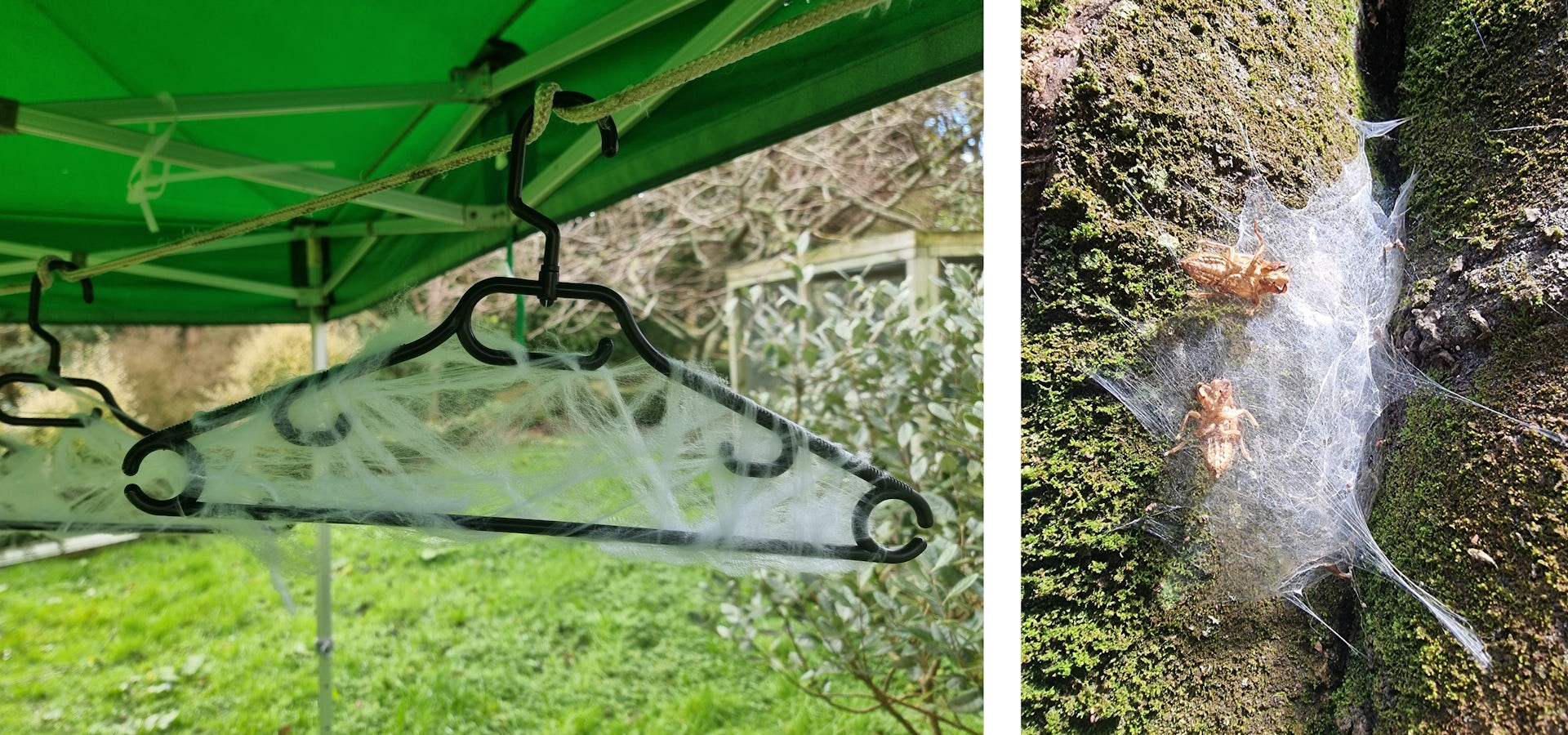 A composite image of (left) a coat hanger with Halloween spiderweb decorations and (right) a natural spiderweb with two cicada skins.
