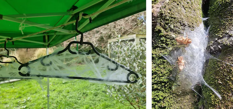 A composite image of (left) a coat hanger with Halloween spiderweb decorations and (right) a natural spiderweb with two cicada skins.
