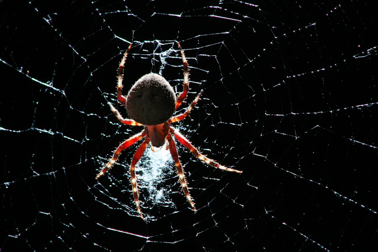 A spider in its web