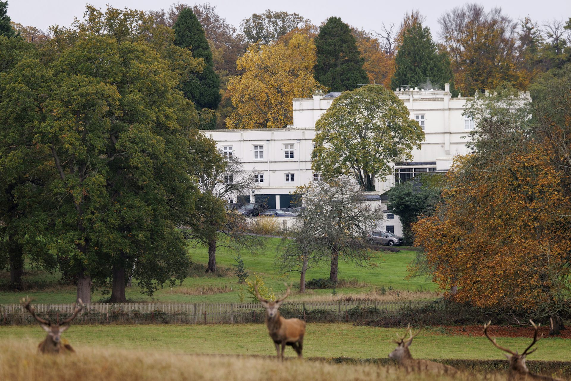View of Royal Lodge, a large stately home, with stags in Windsor Great Park in the foreground