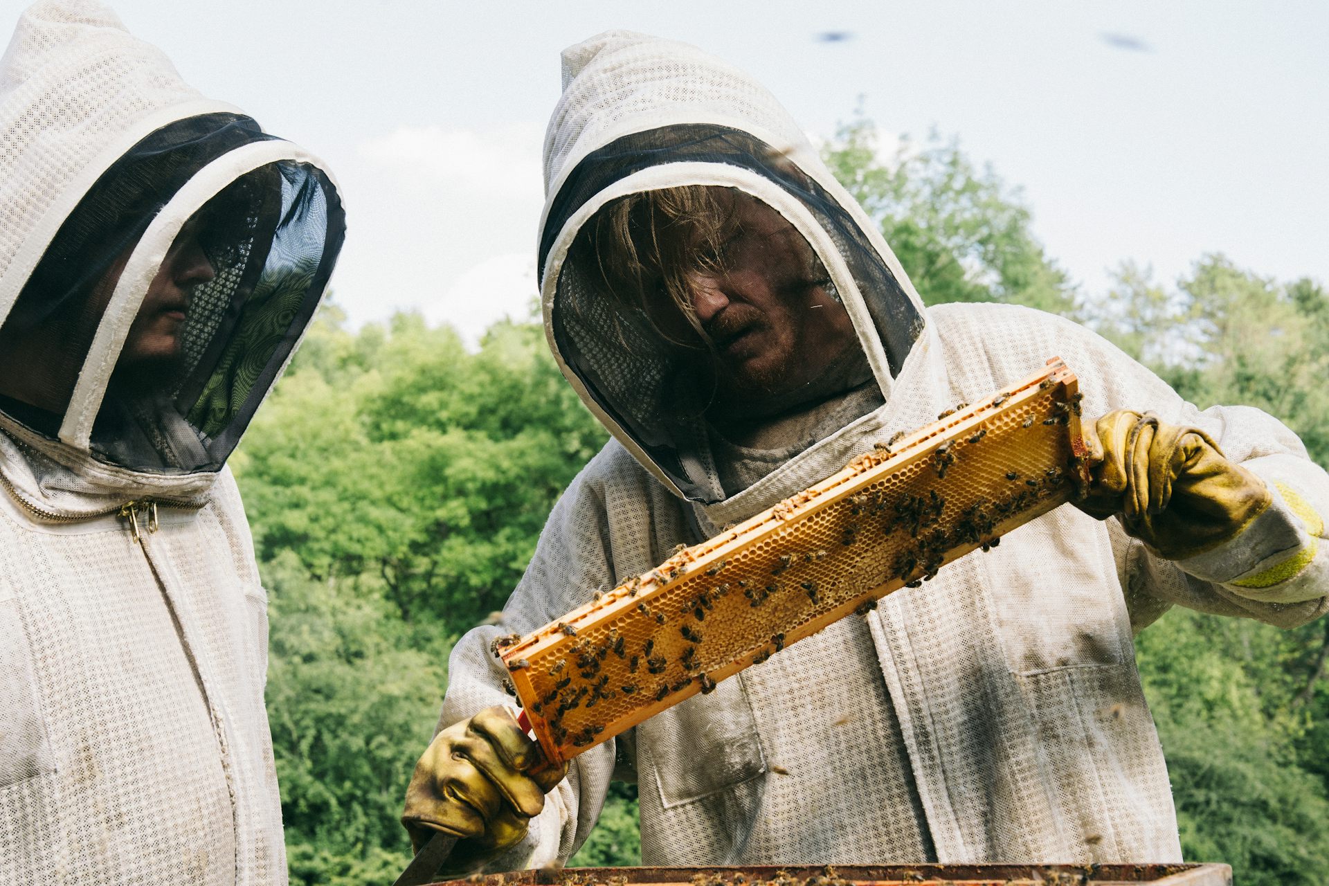 Two men looking at honey comb.