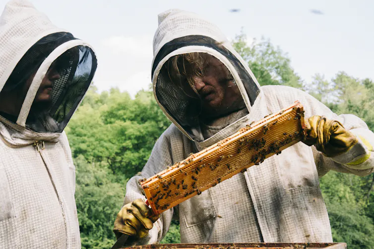 Two men looking at honey comb.