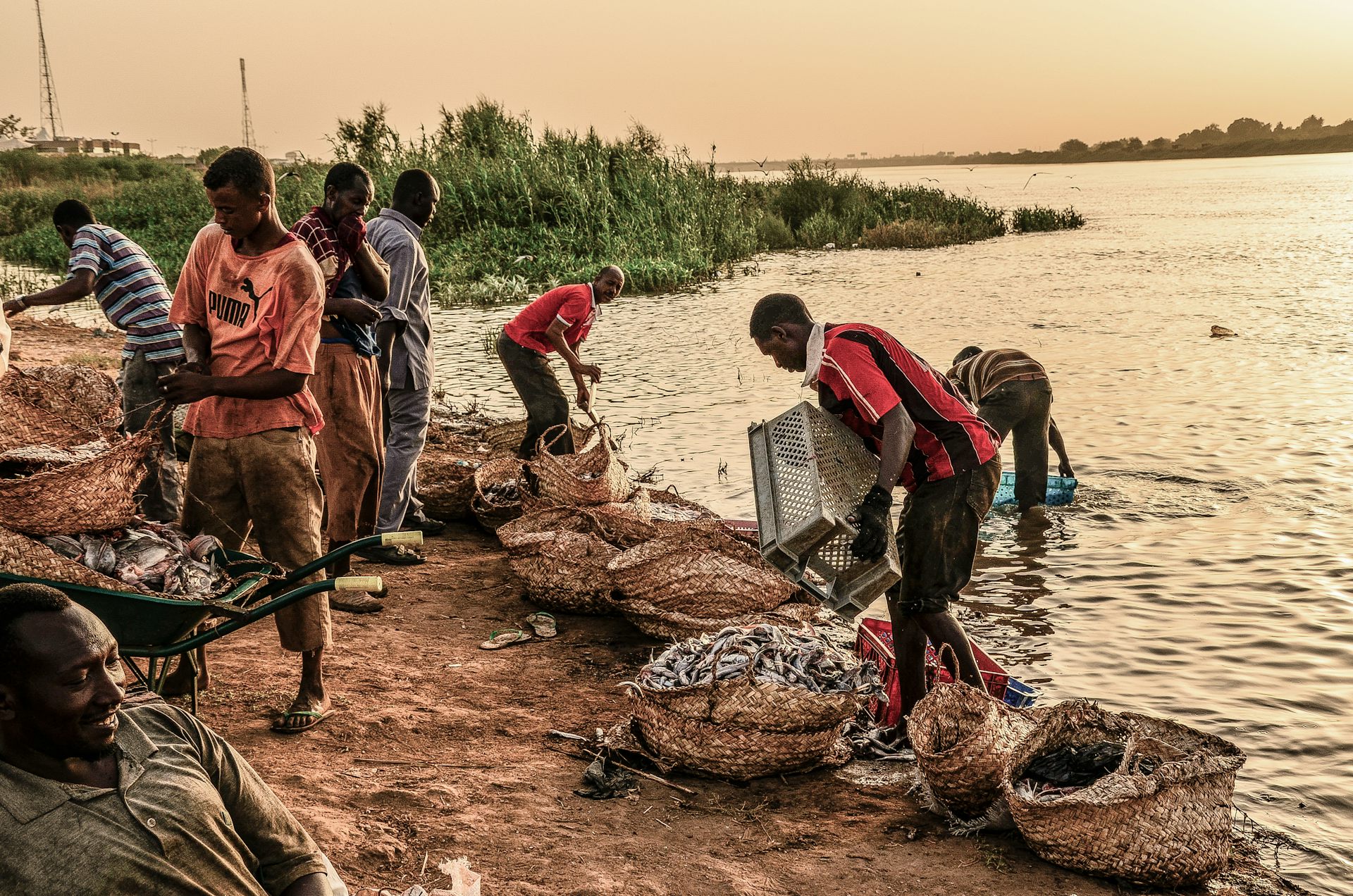Group of people gathering baskets of fish from a river