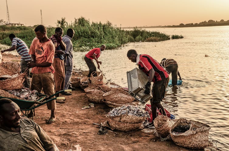 Group of people gathering baskets of fish from a river