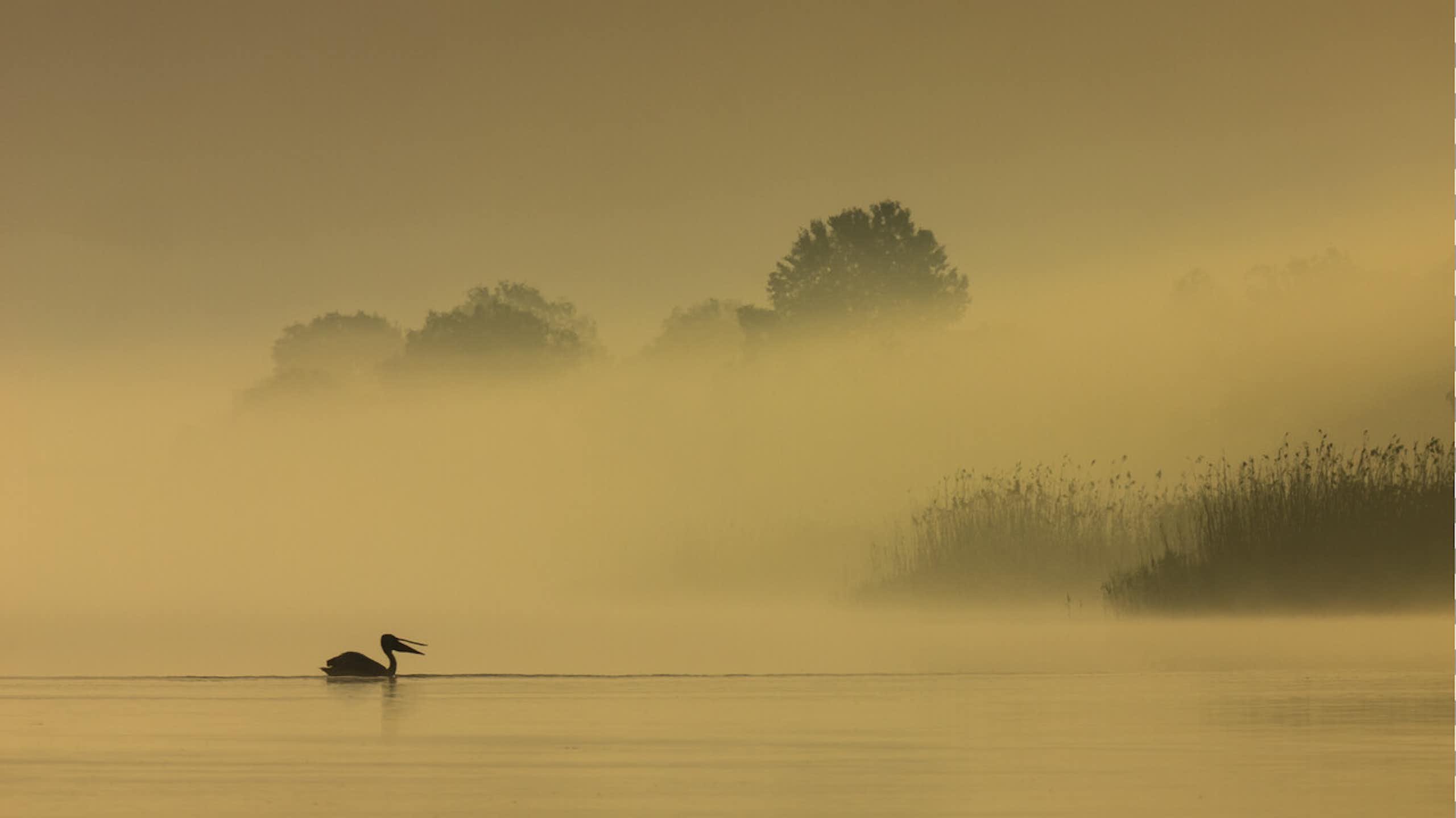 Ukraine’s massive nature project is helping veterans and land recover
