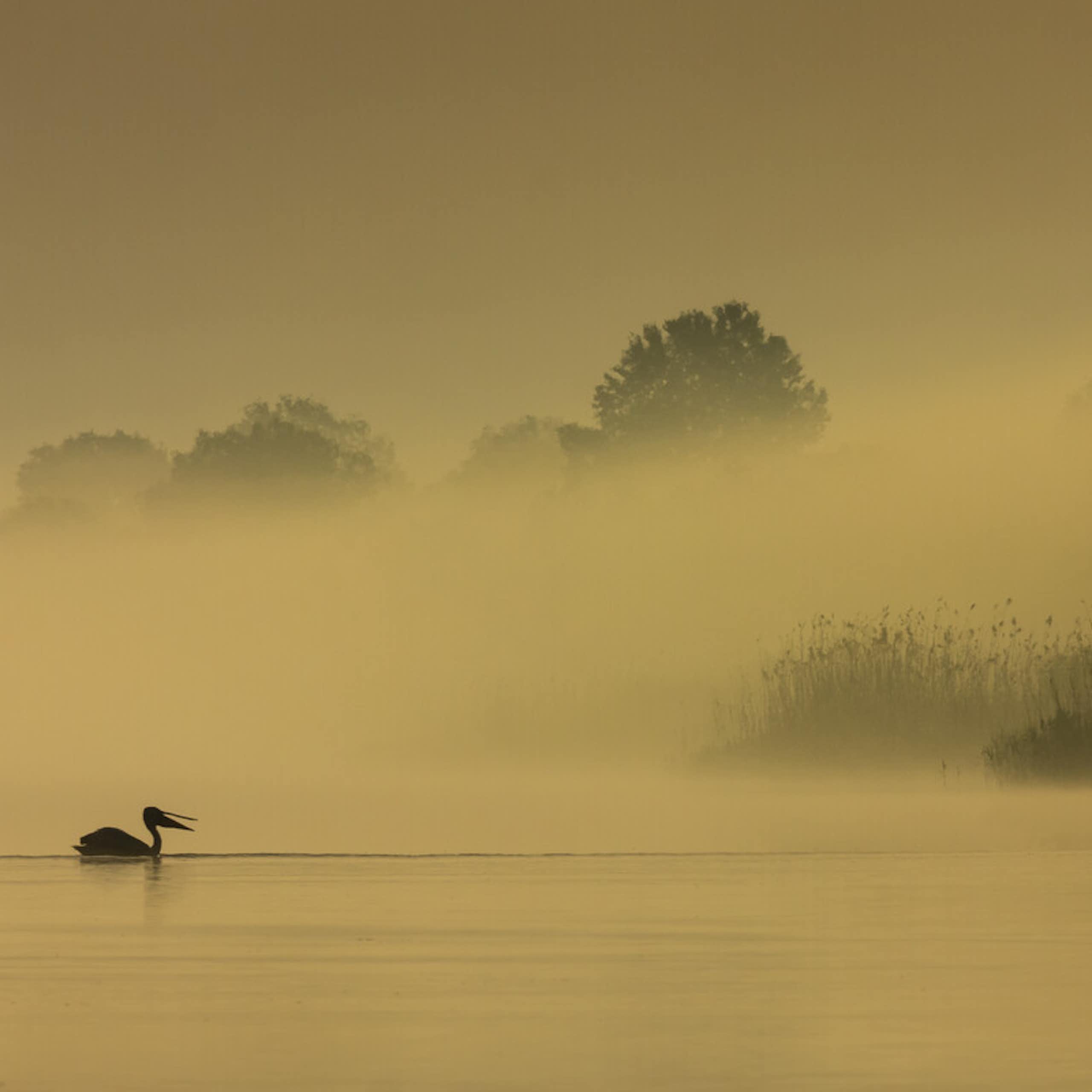 Ukraine’s massive nature project is helping veterans and land recover