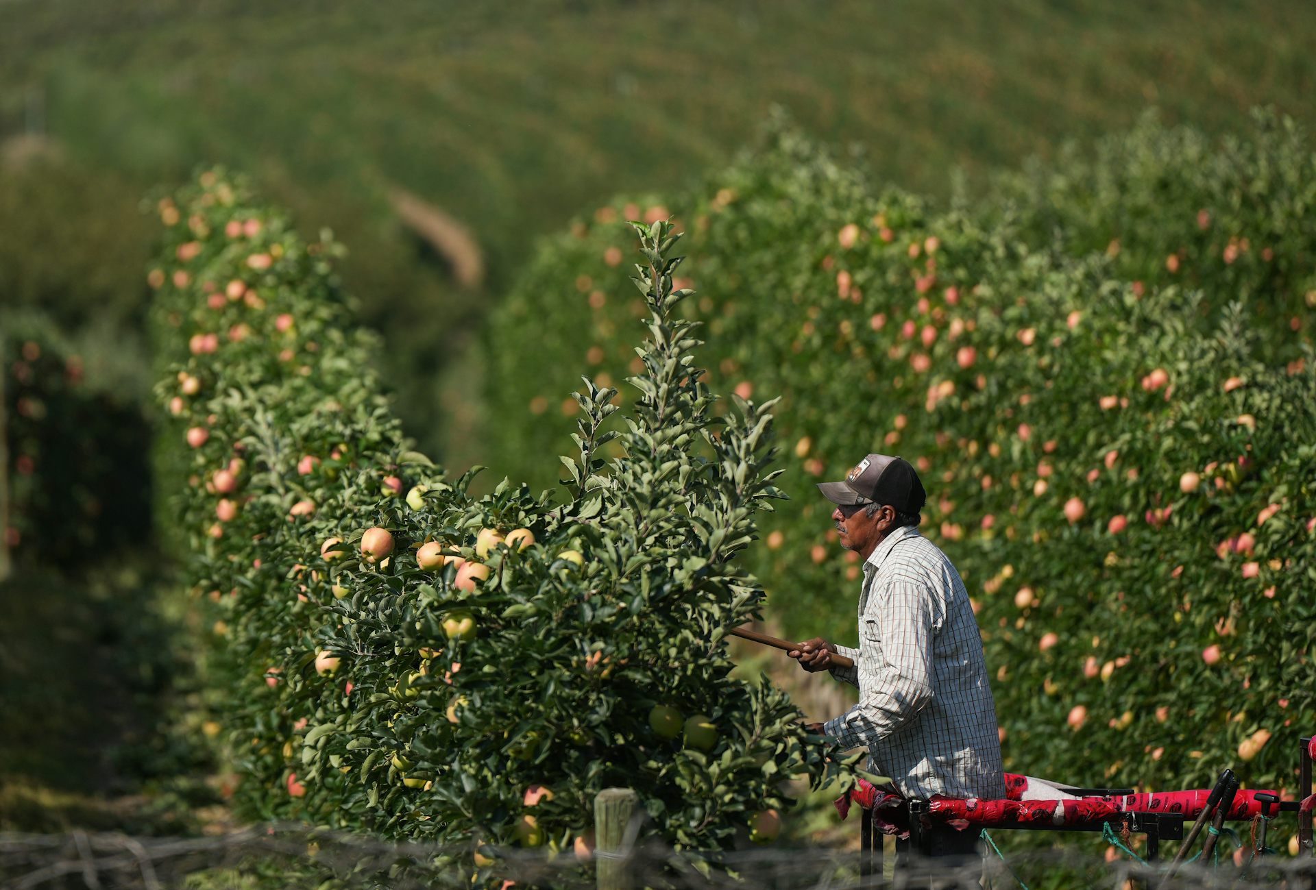 A worker prunes an apple tree
