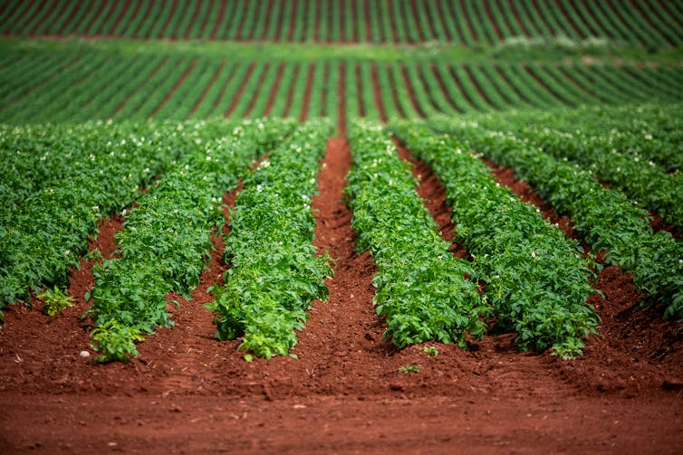 Rows of potato plants in a farm field