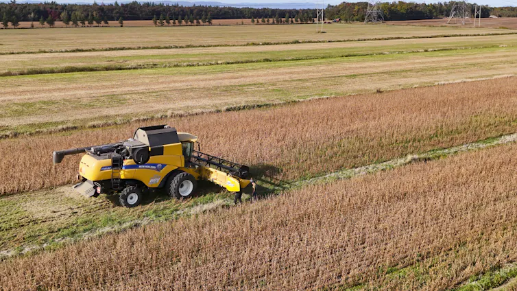 La soberanía alimentaria de Canadá depende de mejores empleos para los agricultores 3 La cosechadora de un agricultor atraviesa un cultivo de soja.
