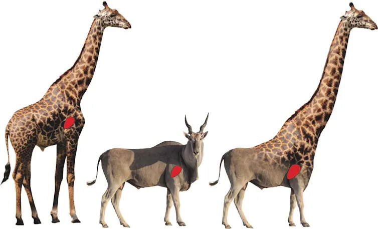 Images d’une girafe, d’un éland et de l’« élaffe », mi-girafe mi-eland, avec l’emplacement de leur cœur respectif mis en évidence