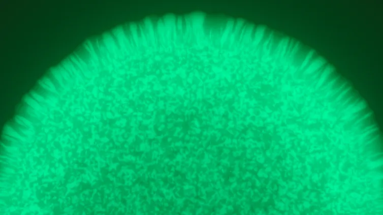 Fluorescent green bacteria