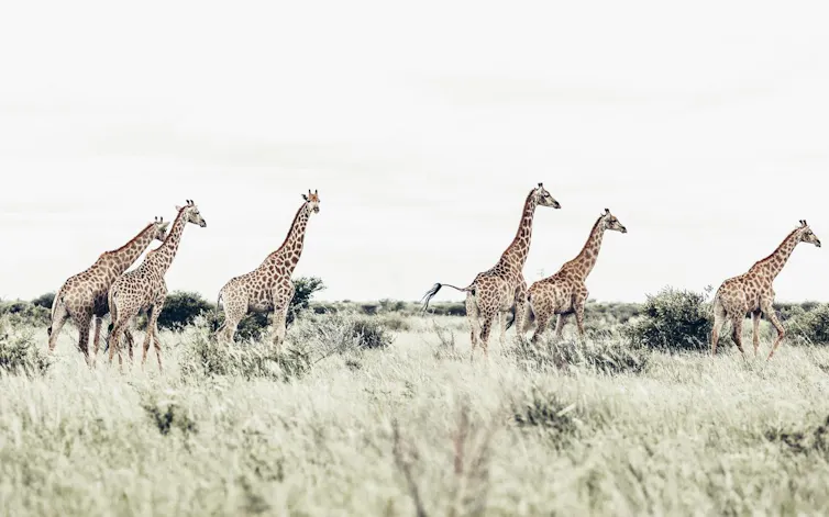 Un troupeau de girafes dans une plaine herbeuse