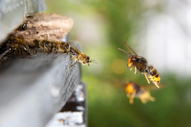 An Asian hornet (right) hunting honeybees as they emerge from the hive.