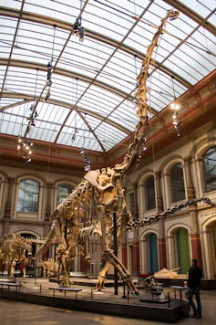 Squelette de dinosaure dans un musée, disposé presque à la verticale avec son cou extrêmement long