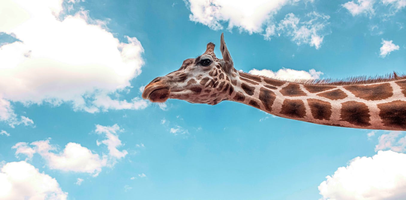 Why do giraffes have such long legs? Animal simulations reveal a surprising answer Why do giraffes have such long legs? Animal simulations reveal a surprising answer