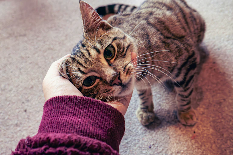 Close-up of a tabby cat receiving pats on the face.