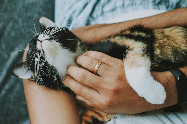A calico cat getting hugs and pats.