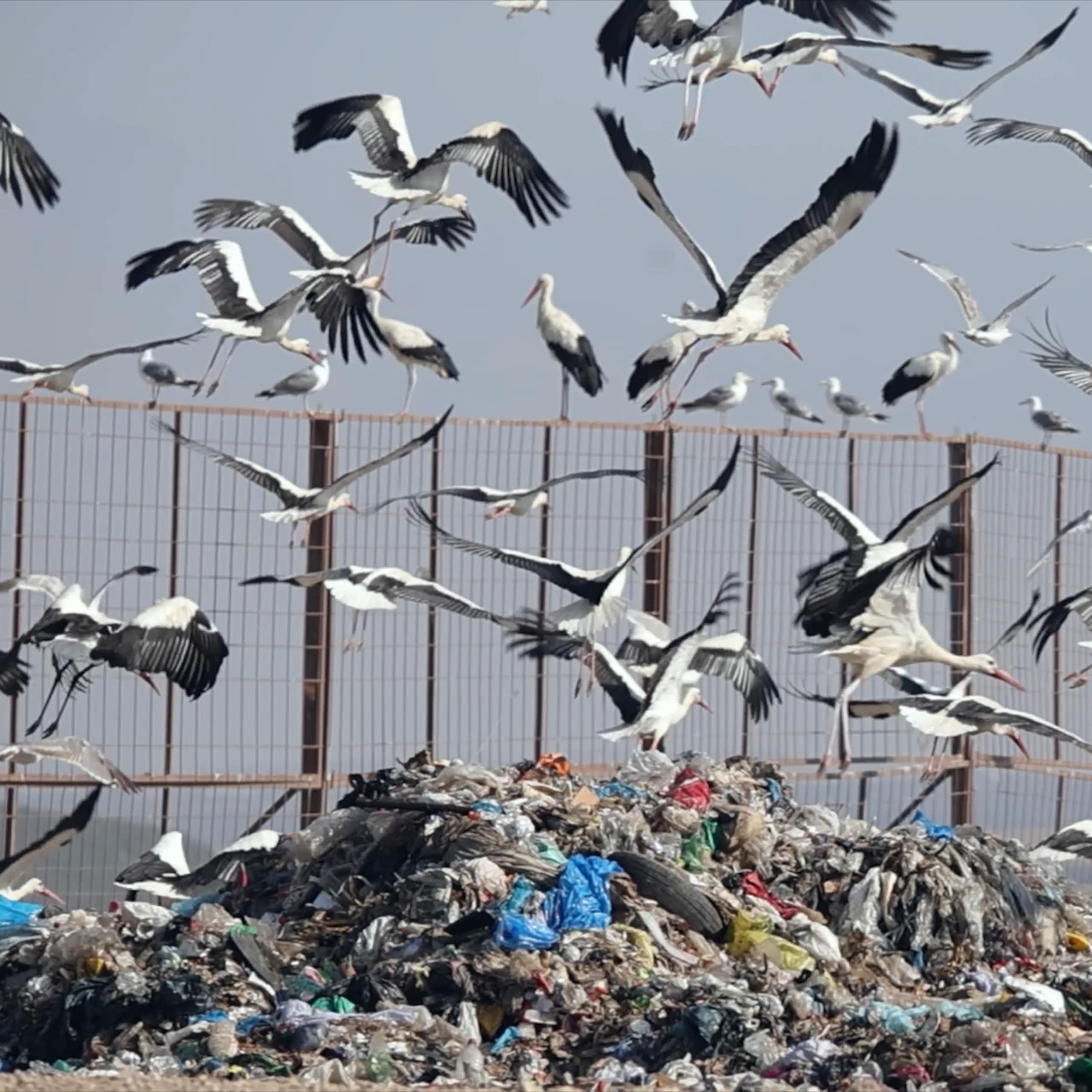 Cigüeñas y gaviotas alimentándose en un vertedero