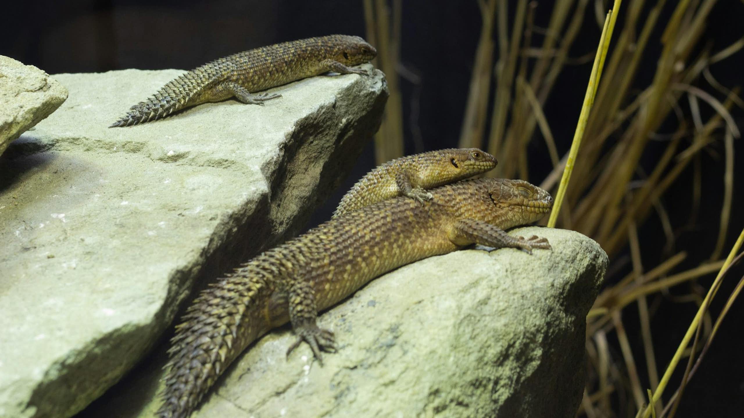 Tres reptiles toman el sol sobre dos rocas