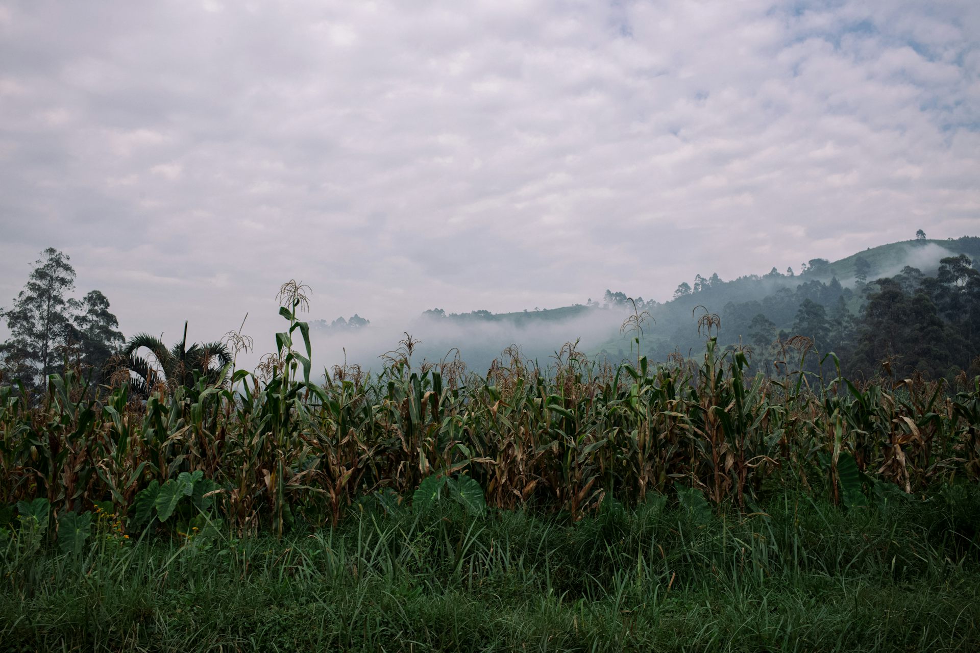 General view of maize fields against a hilly, misty background