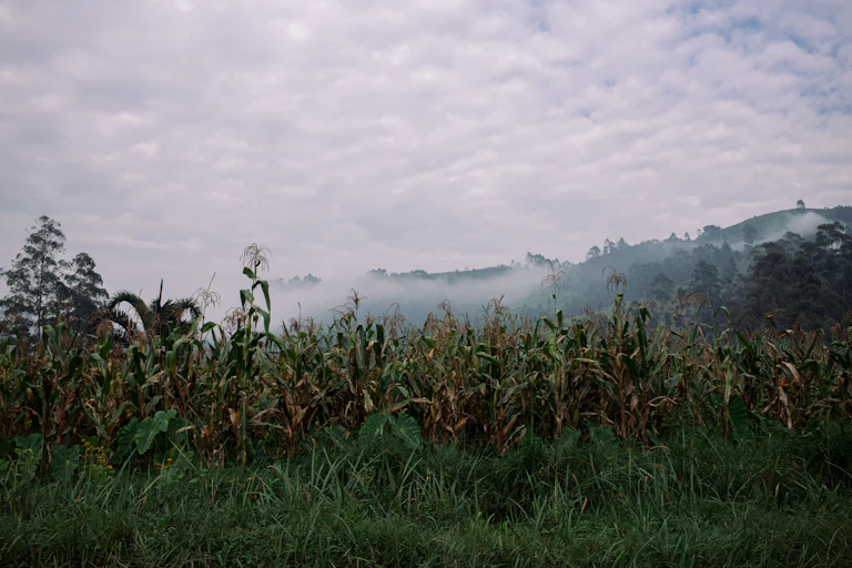 General view of maize fields against a hilly, misty background