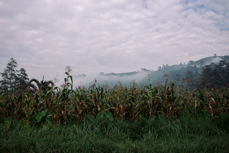 General view of maize fields against a hilly, misty background