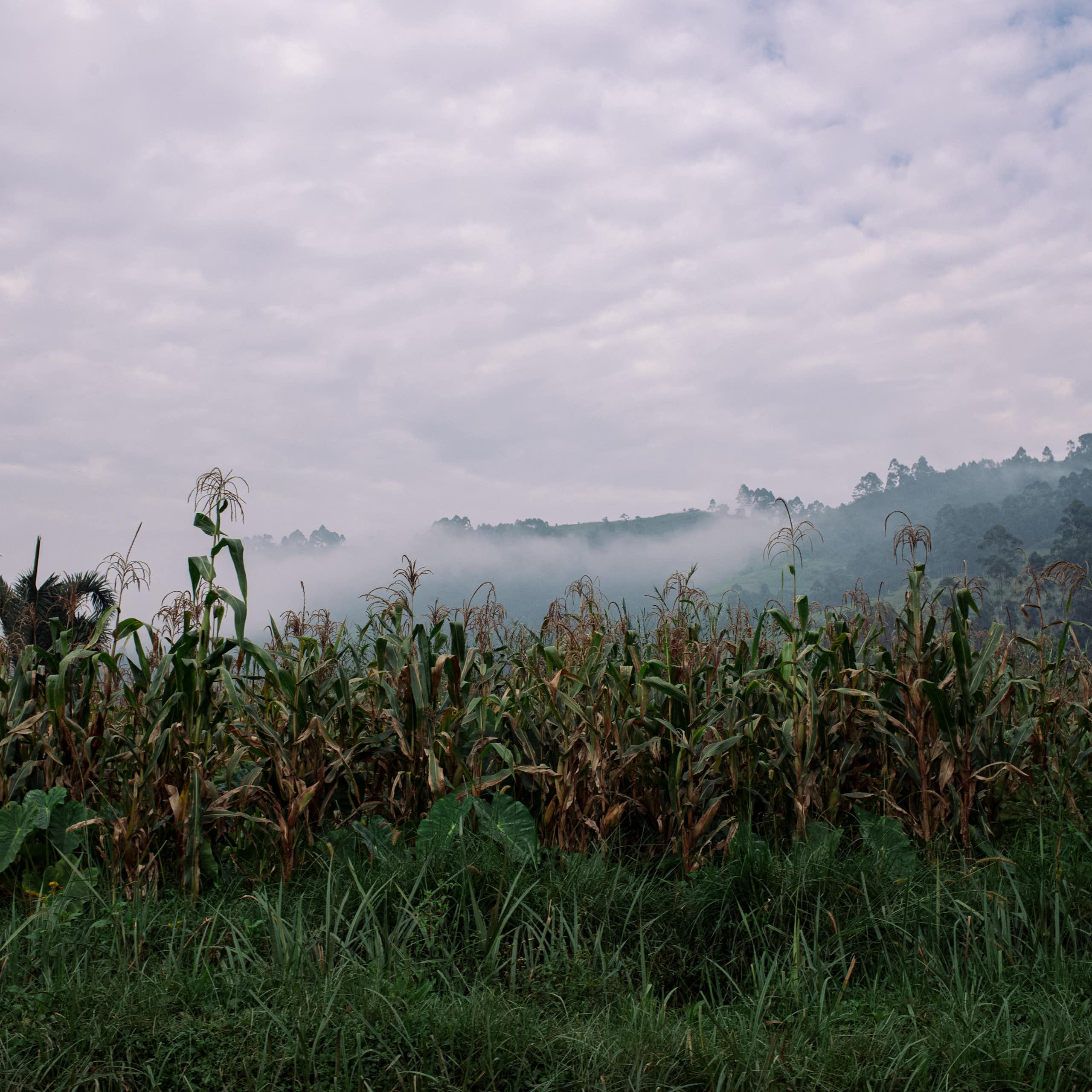 General view of maize fields against a hilly, misty background
