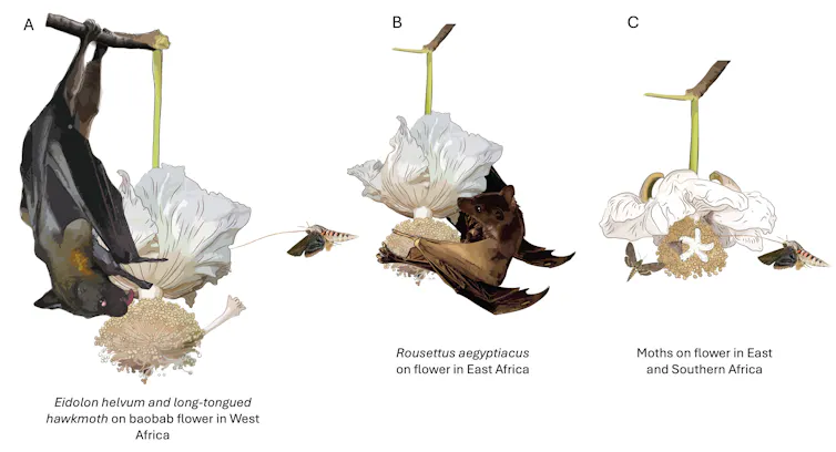 Illustrations showing the different types of baobab flowers with the different creatures hanging from them
