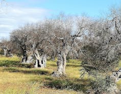 Why you should not carry crops again after a travel 4 file 20251103 66 f1vaj.jpg?ixlib=rb 4.1