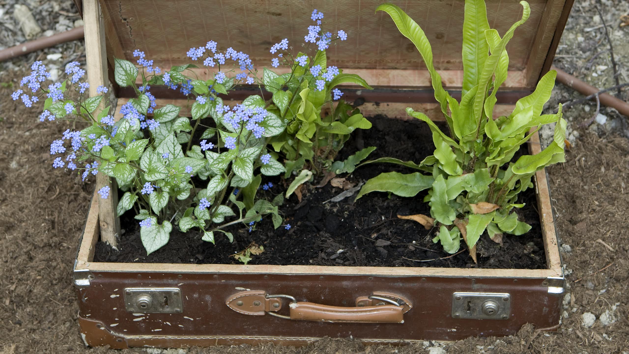 Pourquoi il ne faut pas rapporter de végétaux de retour de voyage