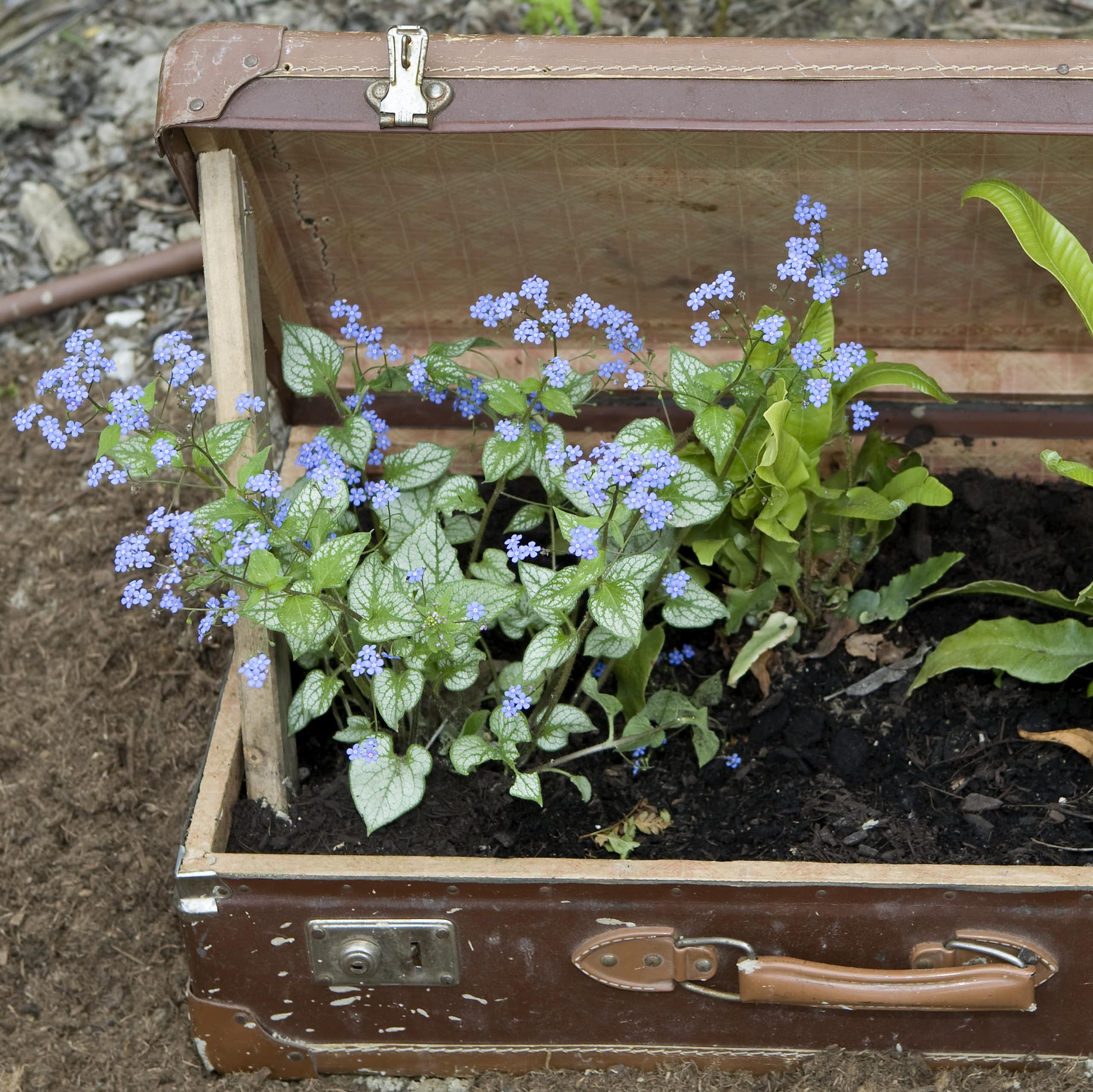 Pourquoi il ne faut pas rapporter de végétaux de retour de voyage