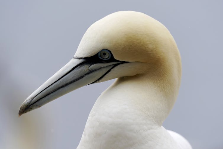 a white bird with a long greyish beak