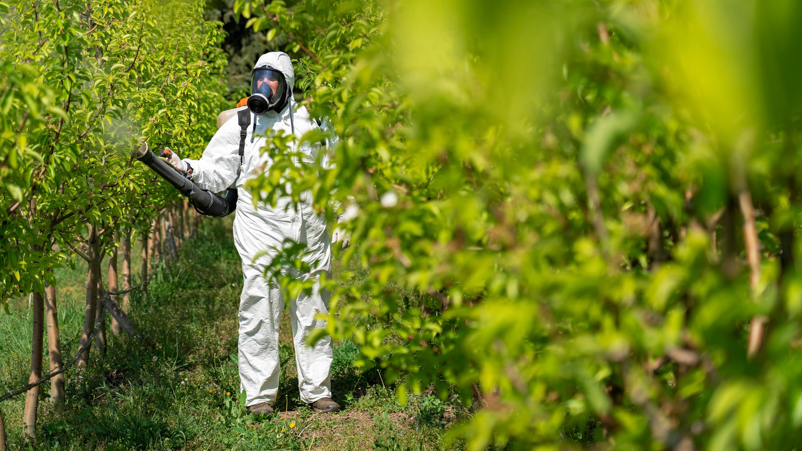 Un agriculteur dans un équipement individuel de protection en plastique blanc.