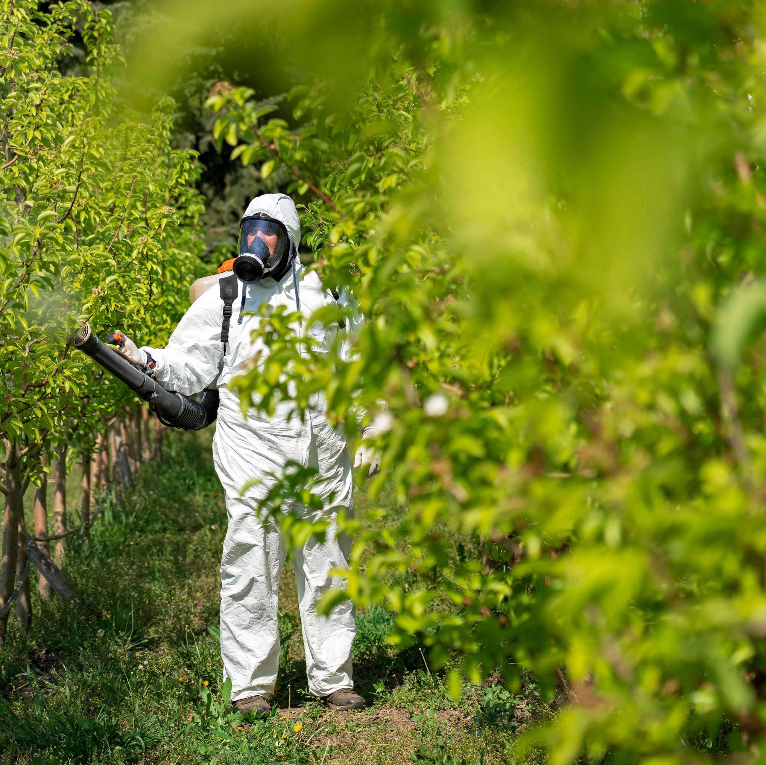 Un agriculteur dans un équipement individuel de protection en plastique blanc.