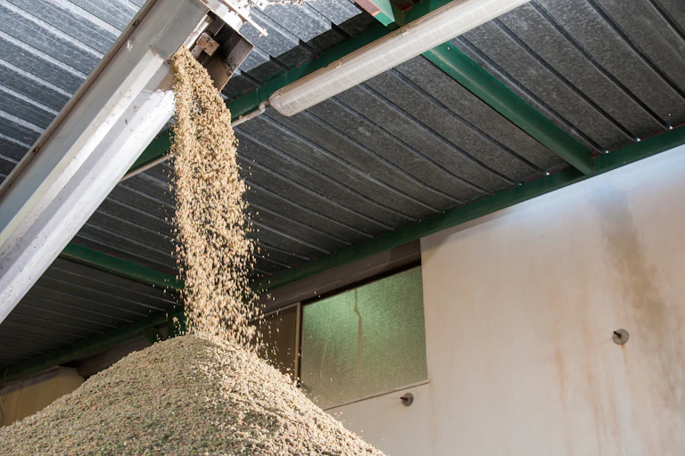 Residuos de la producción de aceite de oliva caen formando un montón