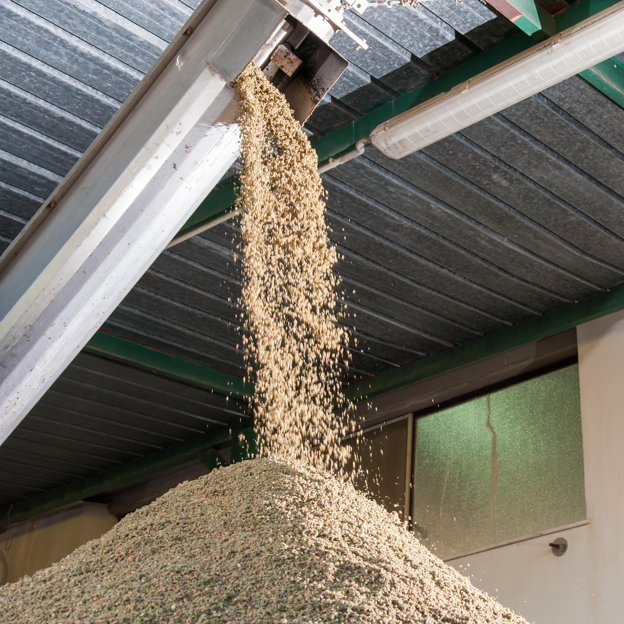 Residuos de la producción de aceite de oliva caen formando un montón