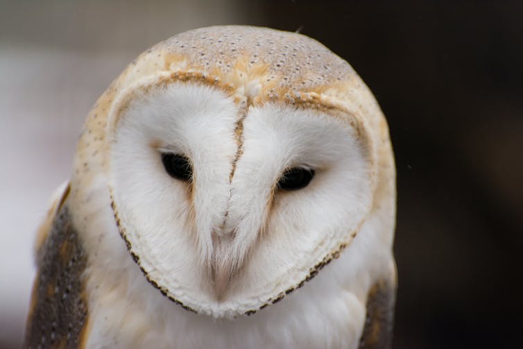 A close-up of a barn owl