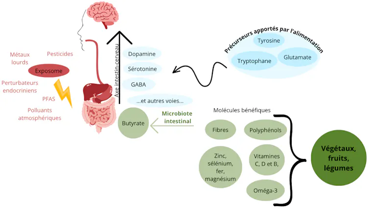 Figure représentant les différentes molécules et facteurs impactant le microbiote intestinal et le bien-être mental