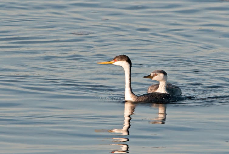 Un frailecillo occidental nada en el agua con sus crías