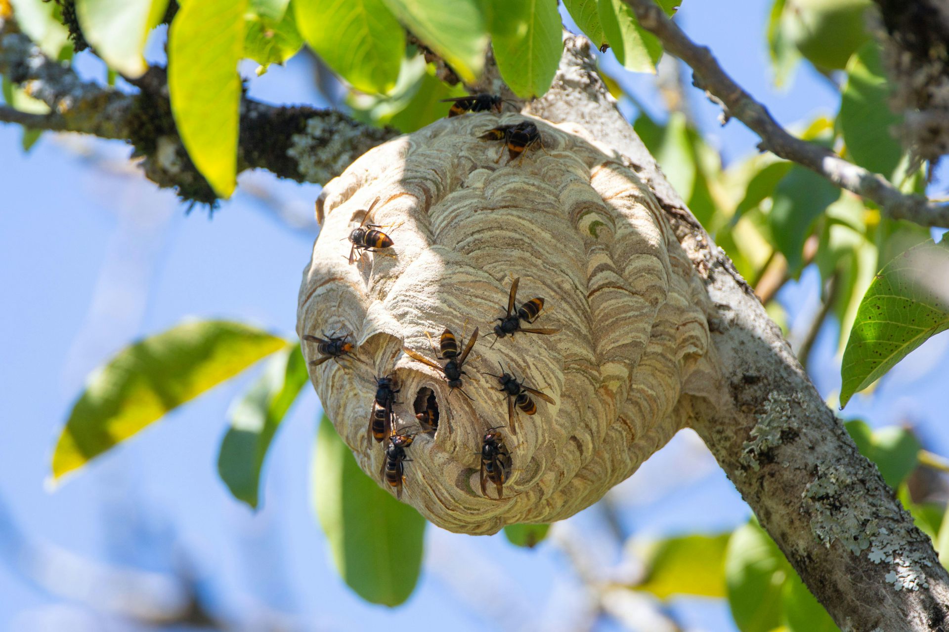 A hornet nest (in France) hanging off a tree branch