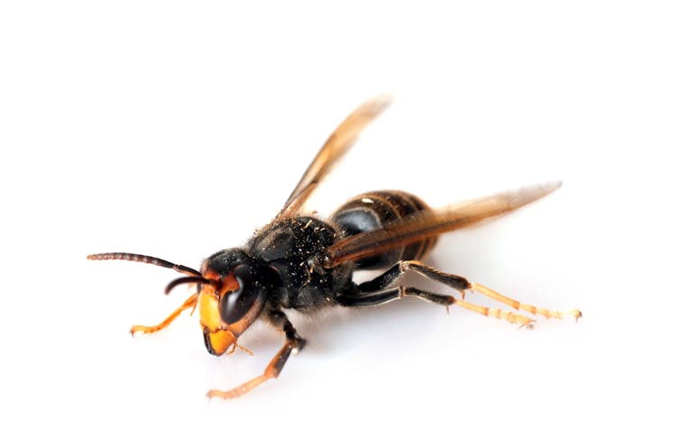 A yellow-legged hornet